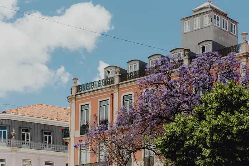 Jacarandá em flor junto a uma fachada lisboeta