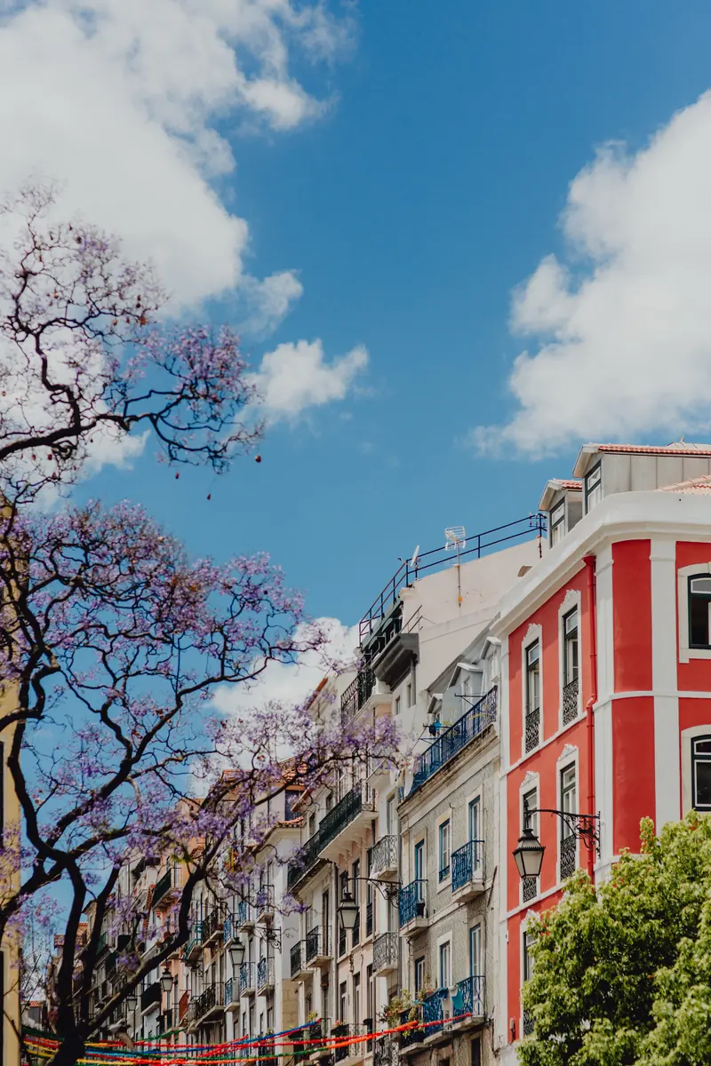 Rua de Lisboa com um prédio vermelho de cantarias brancas e jacarandás em flor